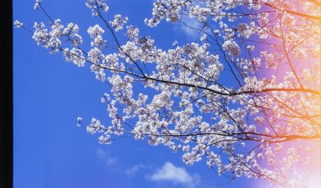 Cherry blossom branches with white flowers against a blue sky.