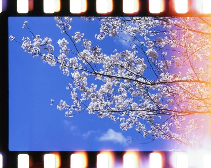 Cherry blossom branches with white flowers against a blue sky.
